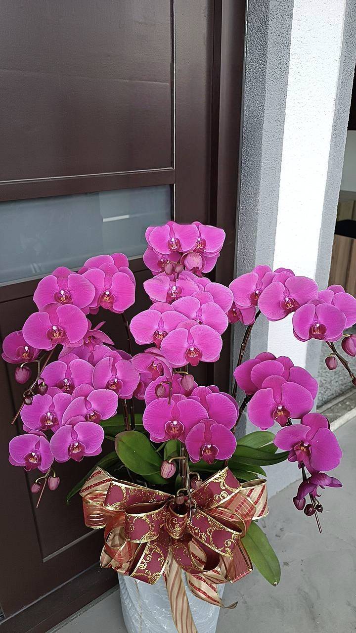 7支蘭花盆