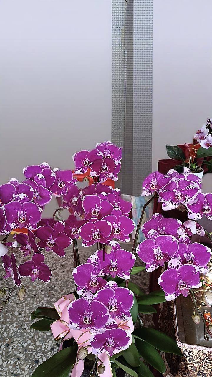 7支蘭花盆