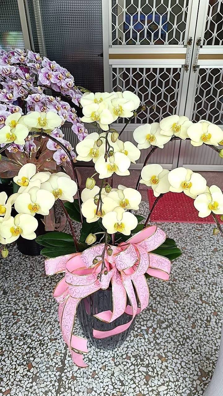 7支蘭花盆