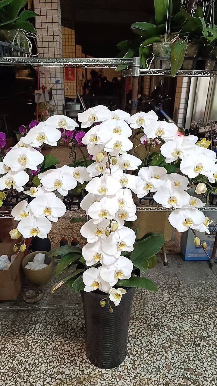 7支蘭花盆