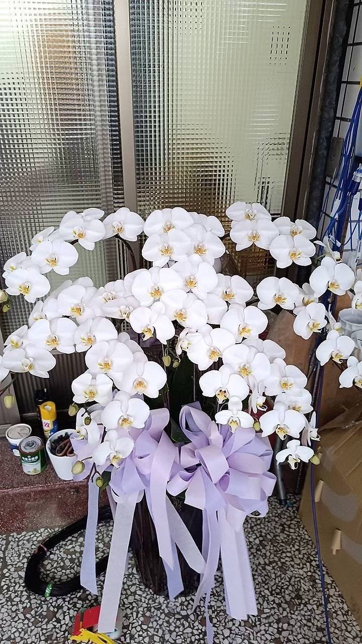 9支蘭花盆