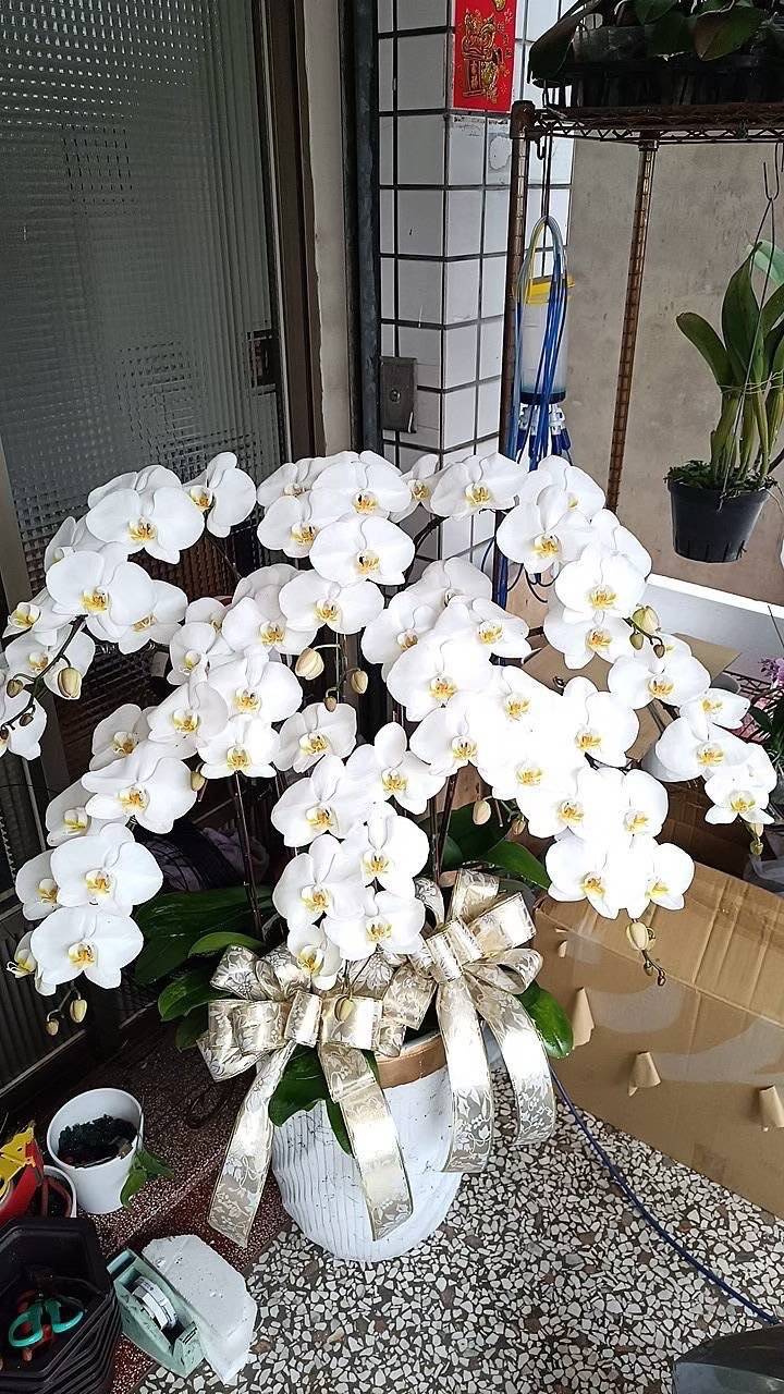 9支蘭花盆
